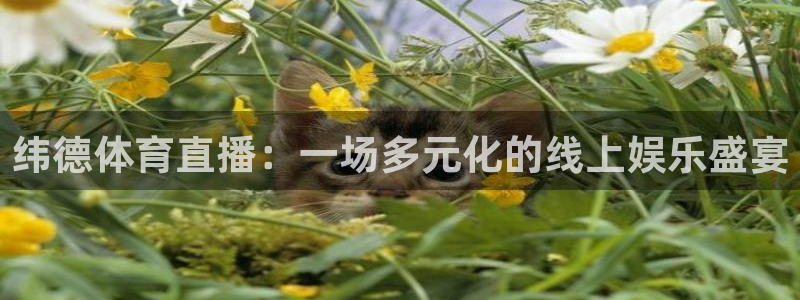 833体育赛事直播：纬德体育直播：一场多元化的线上娱乐盛宴